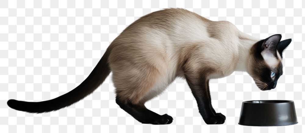 PNG  Siamese cat siamese animal mammal.