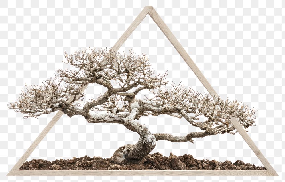 PNG Japanese Tree tree bonsai plant.