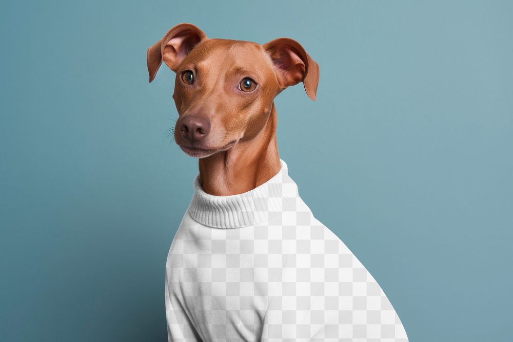 PNG Dog sweater mockup, transparent design