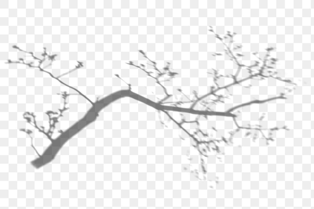 Tree branch png shadow effect, transparent background