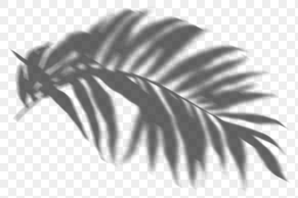 PNG palm leaf shadow effect, transparent background