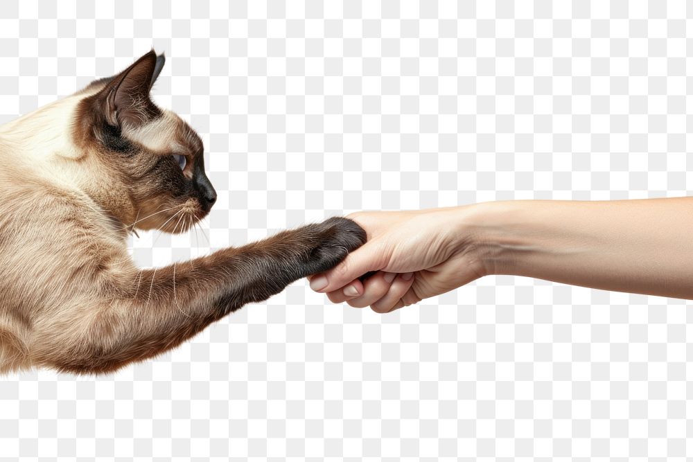 Siamese cat hand shaking leg human person animal.