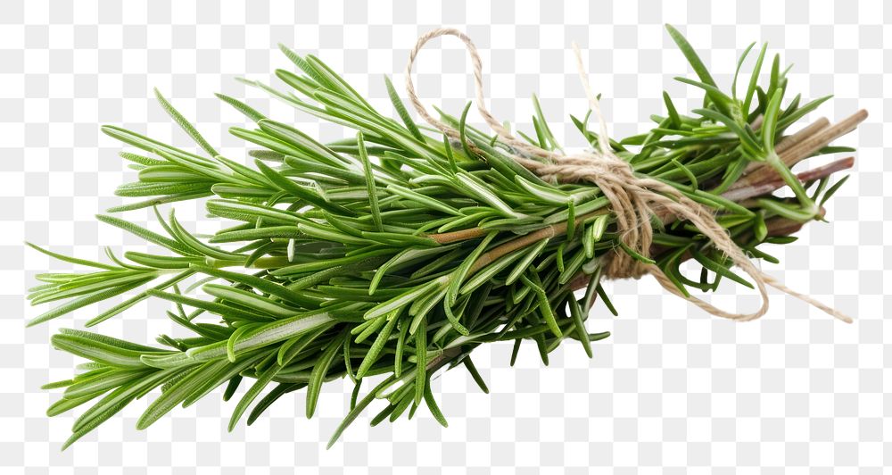 PNG A bunch of fresh rosemary herbs herbal plant.