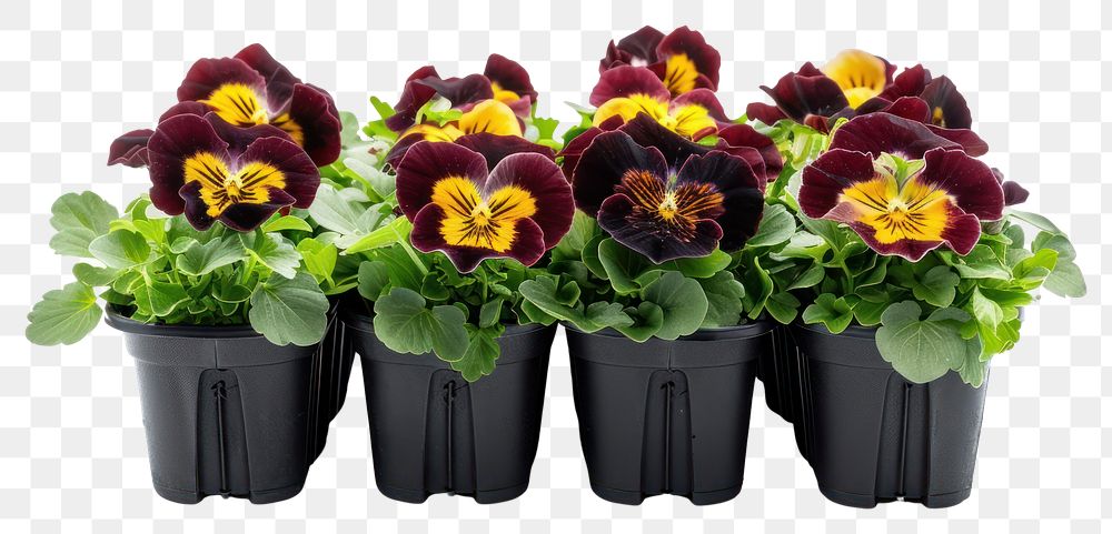 PNG A photograph of a row of pansy flower blossom plant.