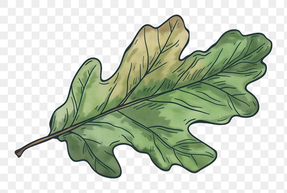 PNG Oak leaf flat illustration vegetable produce animal.