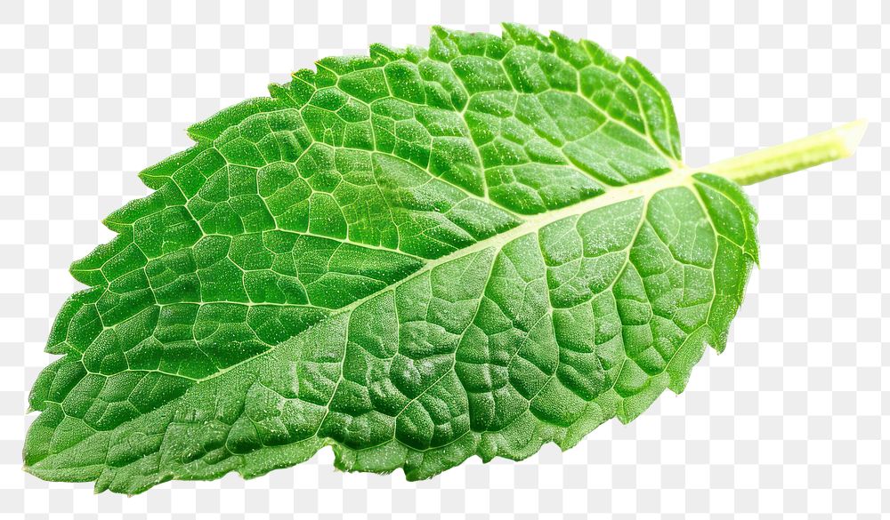 PNG Macro photo of a fresh mint leaf plant herbs 