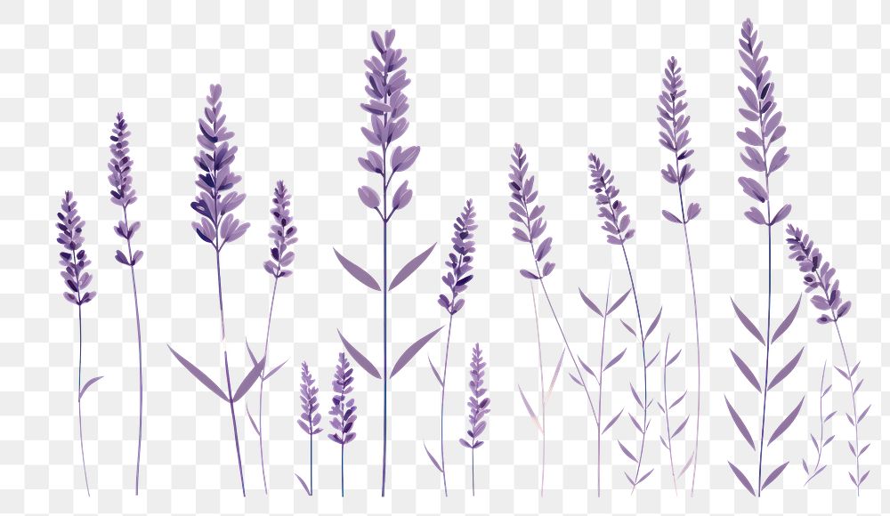 PNG Lavender backgrounds flower plant. 