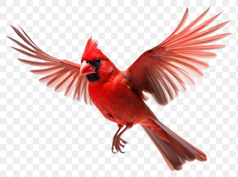 PNG Flying cardinal bird animal red. 