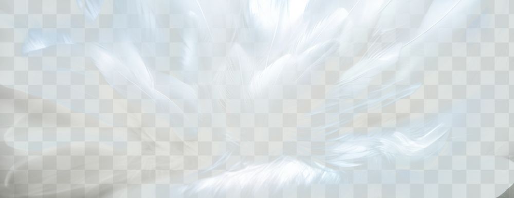 PNG Background feather white bird.