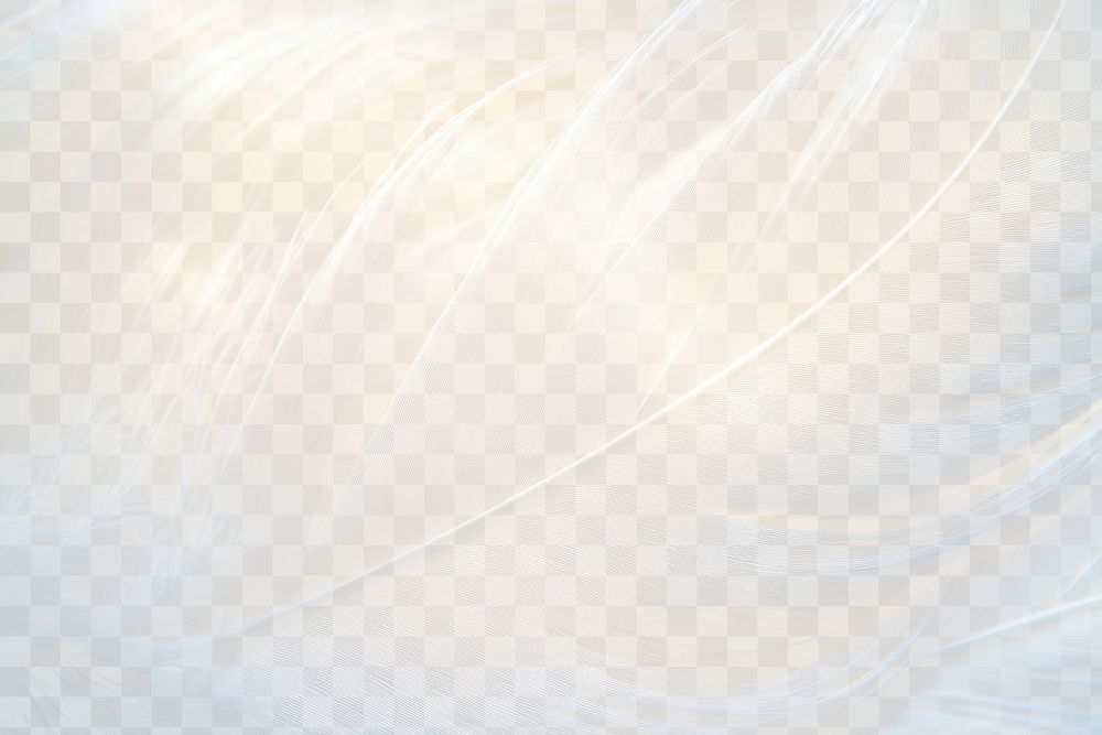 PNG Background feather white bird.