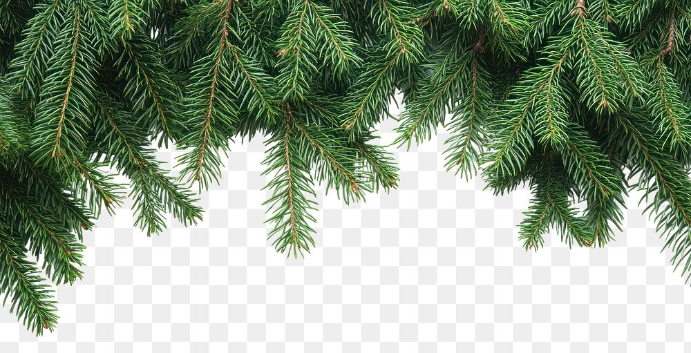 PNG Festive green pine tree background decoration evergreen.