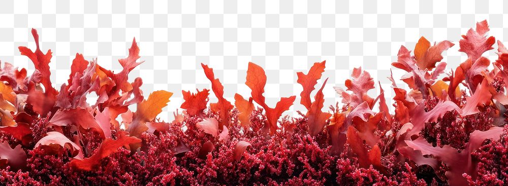 PNG Red algae seaweed border background isolated leaves.