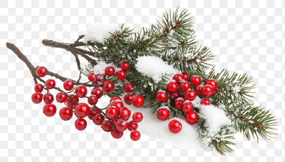 PNG Tree branch with red berries christmas festive white.