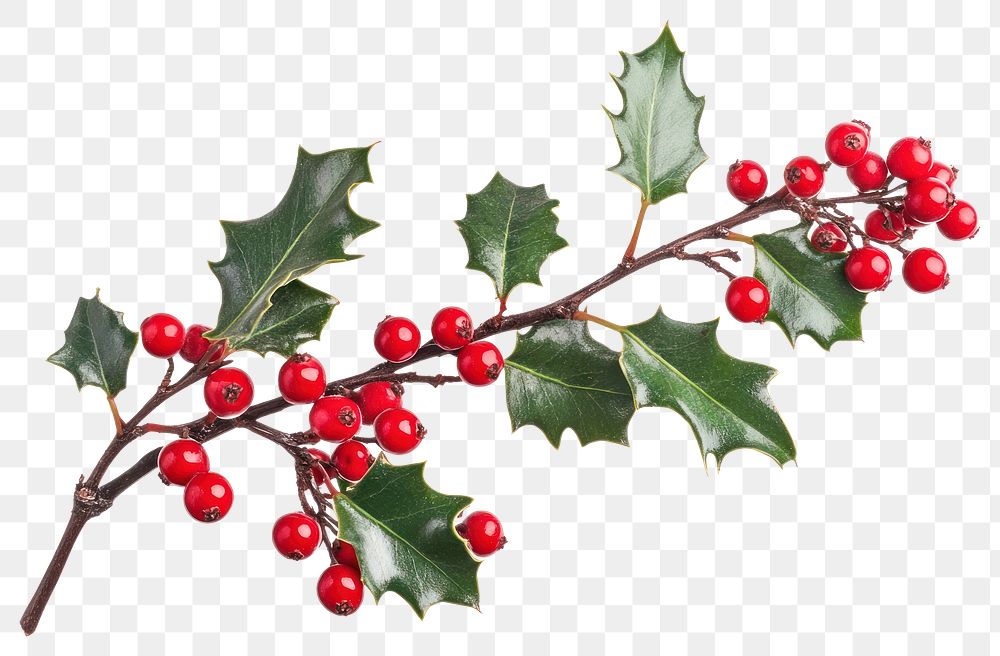 PNG Holly with red berries christmas leaves plant.