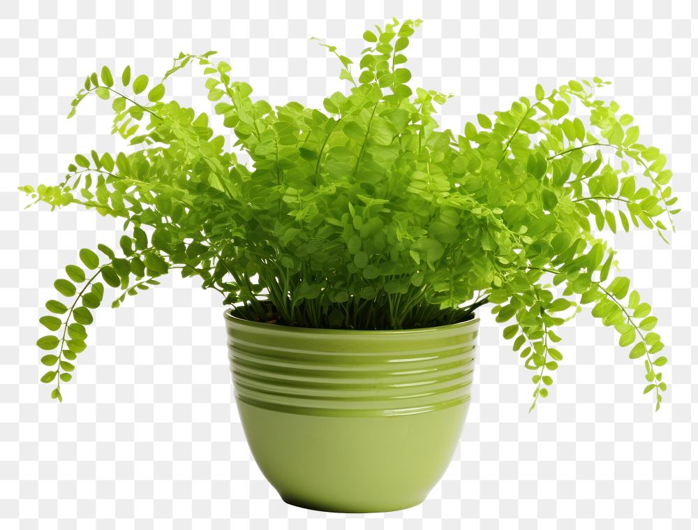 PNG Maidenhair fern in pot plant herbs leaf. 