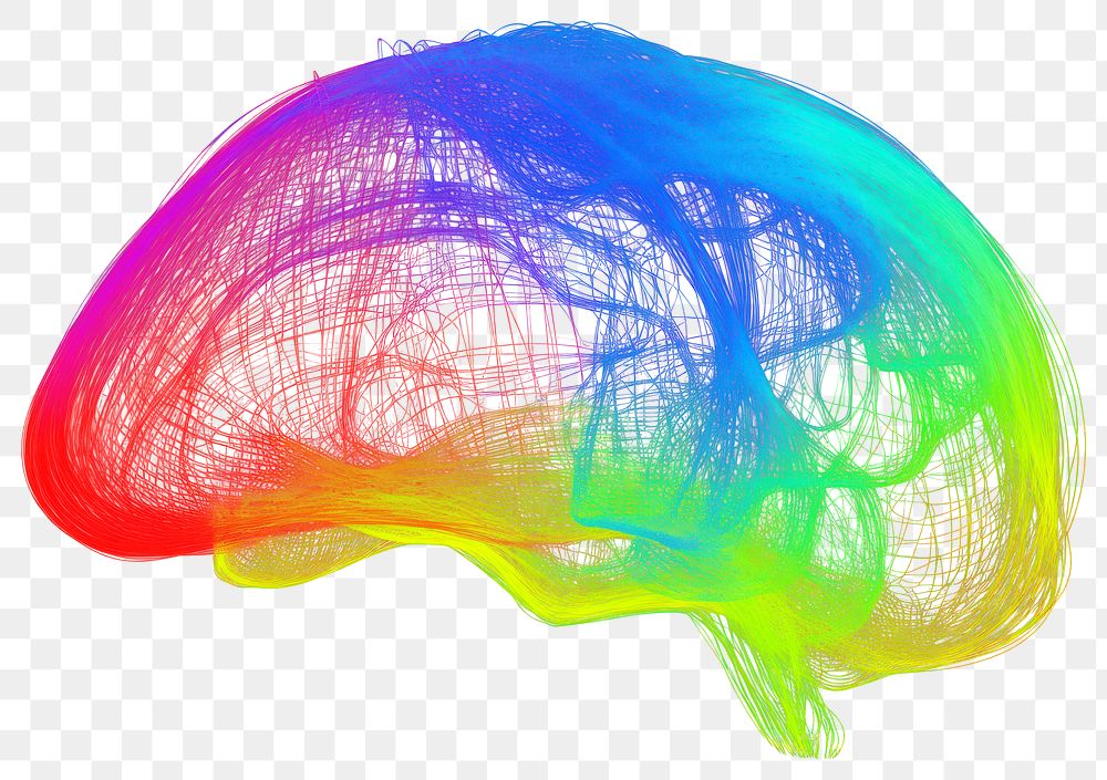 PNG Brain tractography pattern brain invertebrate. 