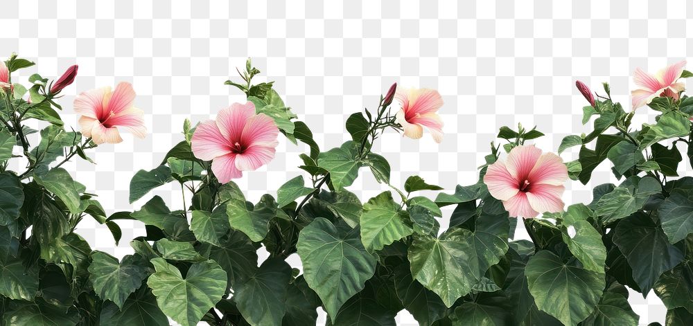 PNG Real Common Hibiscus bush hibiscus background flowers.