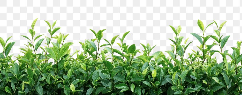 PNG Real green tea bush background leaves border.