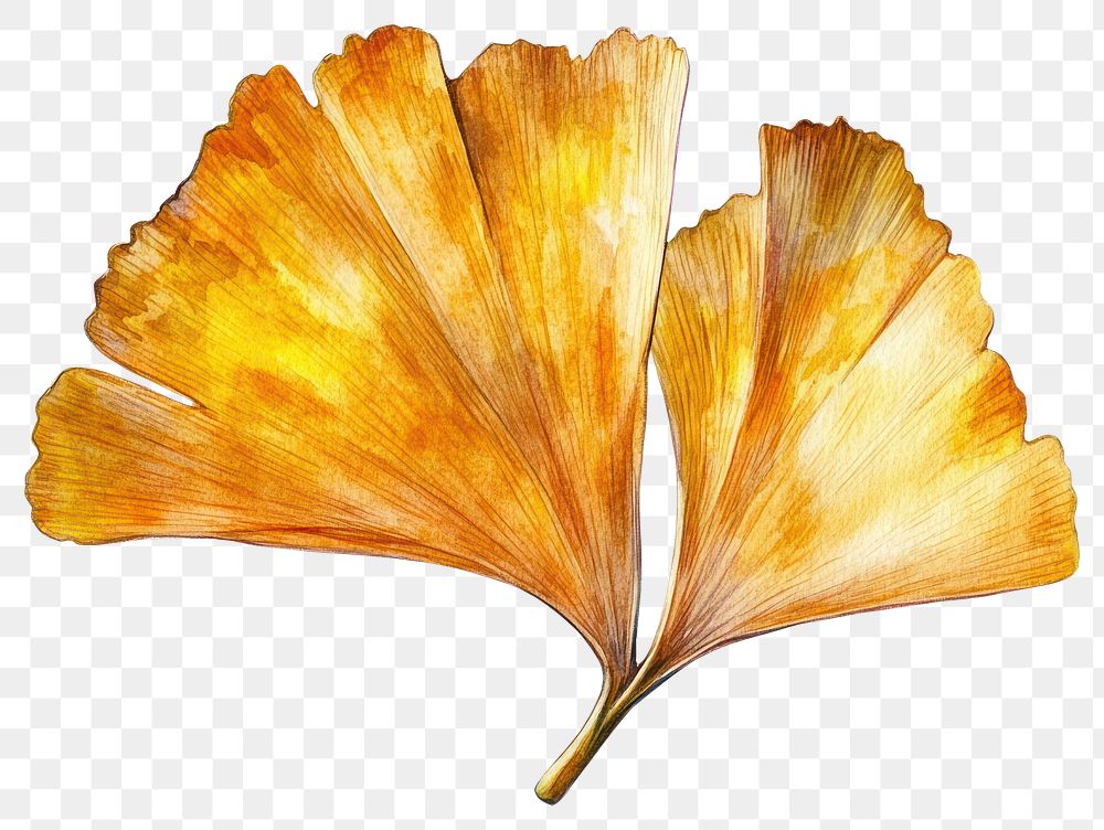 PNG Ginkgo Leaf leaf illustration watercolor.