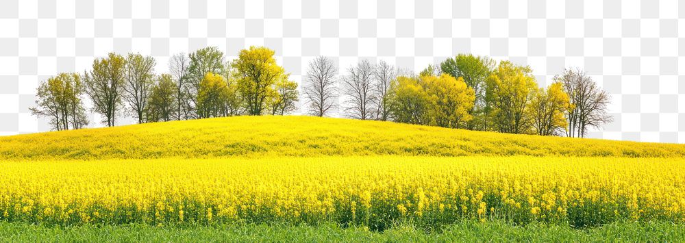 PNG Hilly spring fields landscape outdoors scenery.