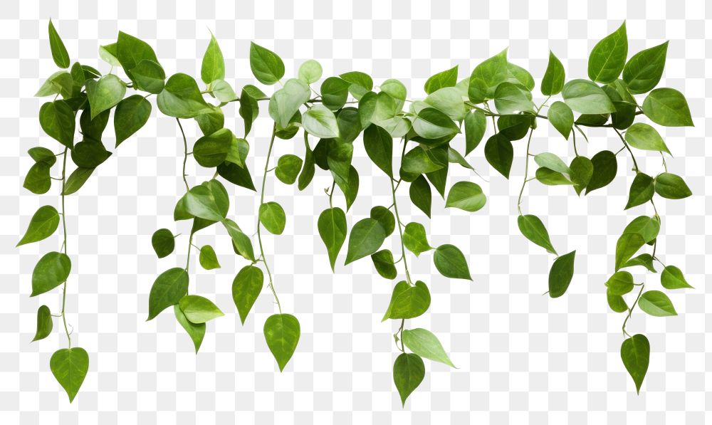 PNG Hanging vine plant leaf white background freshness. 