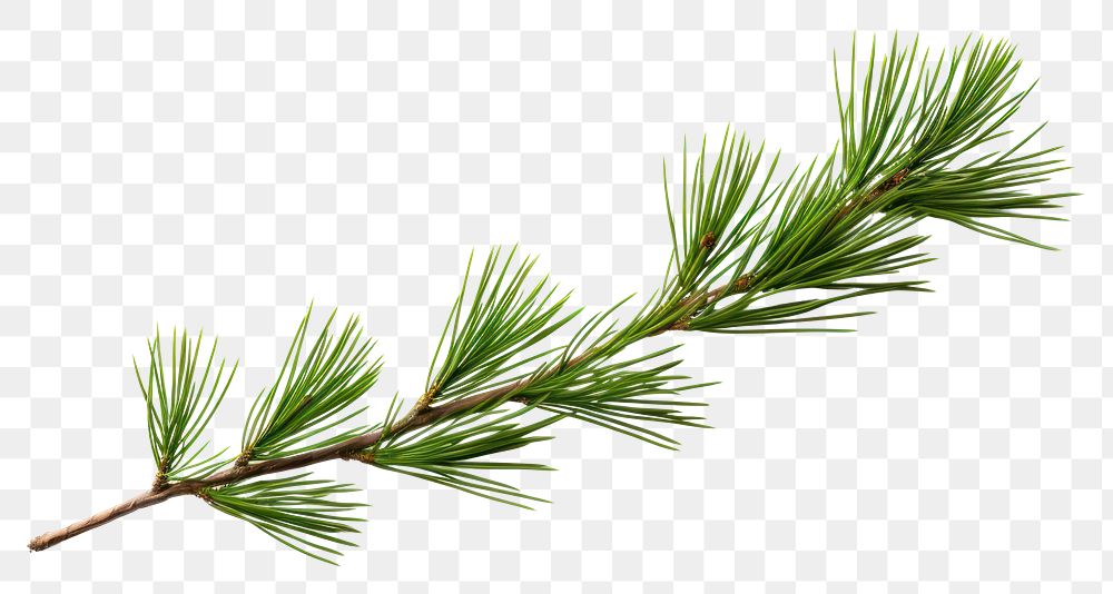 PNG Pine tree branch isolated plant decoration.