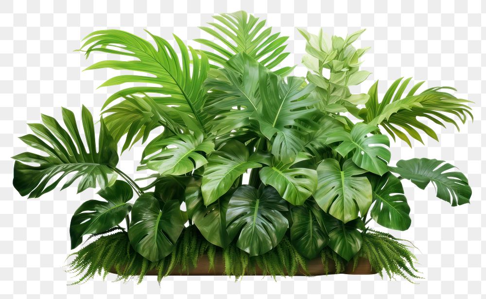 PNG Jungle plant clipart leaf fern white background.