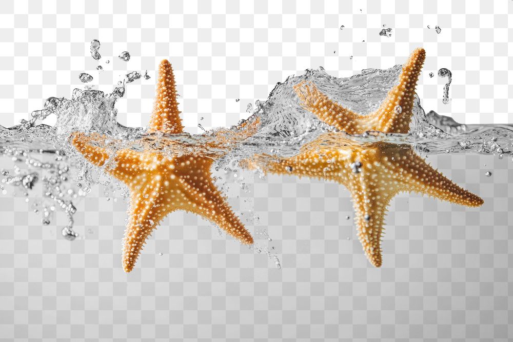 PNG Starfish floating water invertebrate.