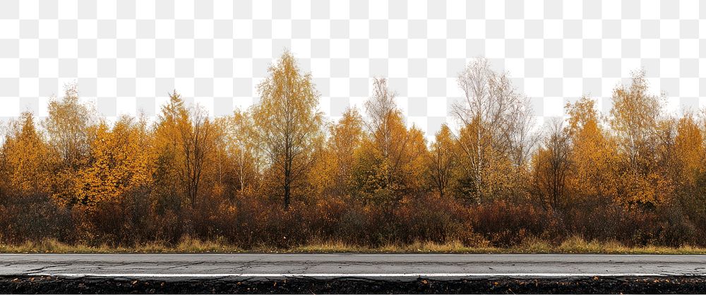 PNG Real asphalt road autumn trees landscape.