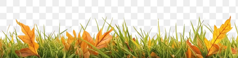 PNG Real autumn grass leaves leaf nature vegetation.