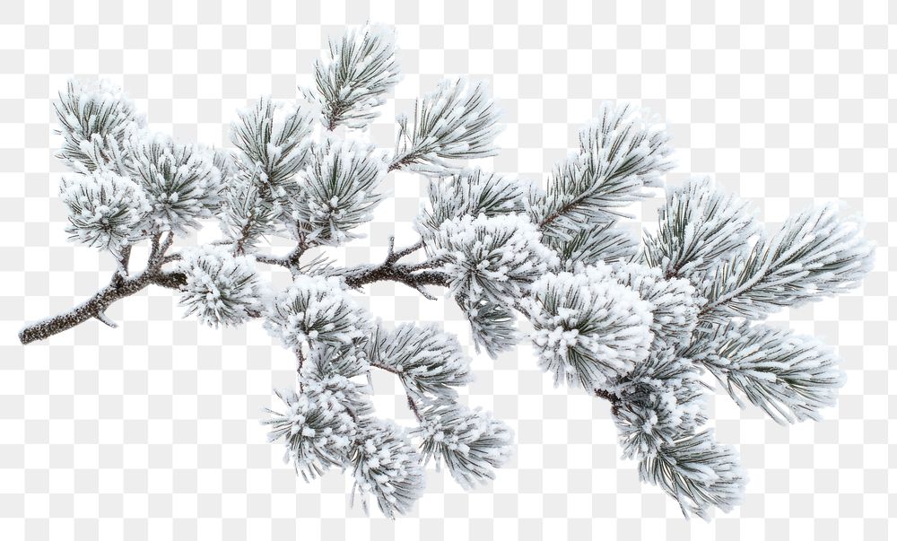 PNG Branch of pine leaves snow nature winter.