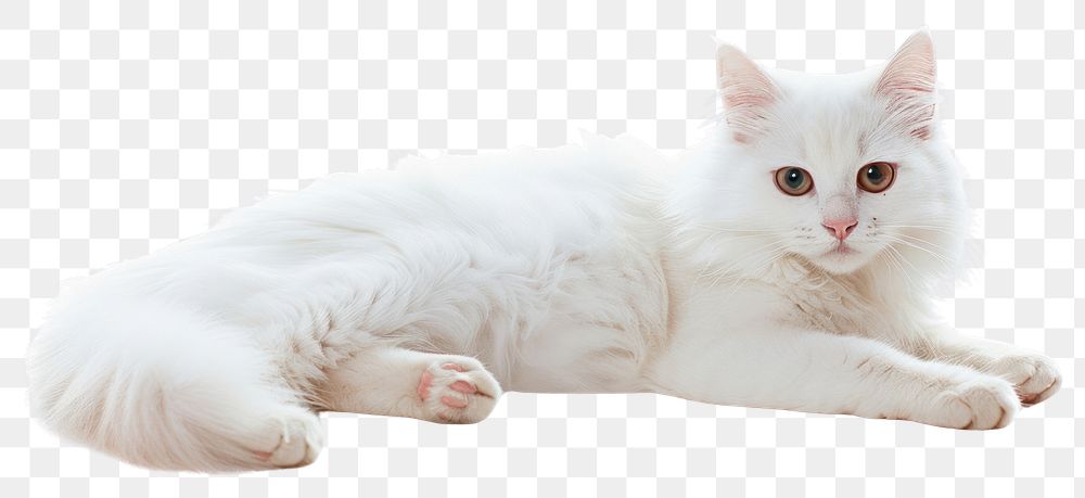 PNG White cat animal mammal kitten.