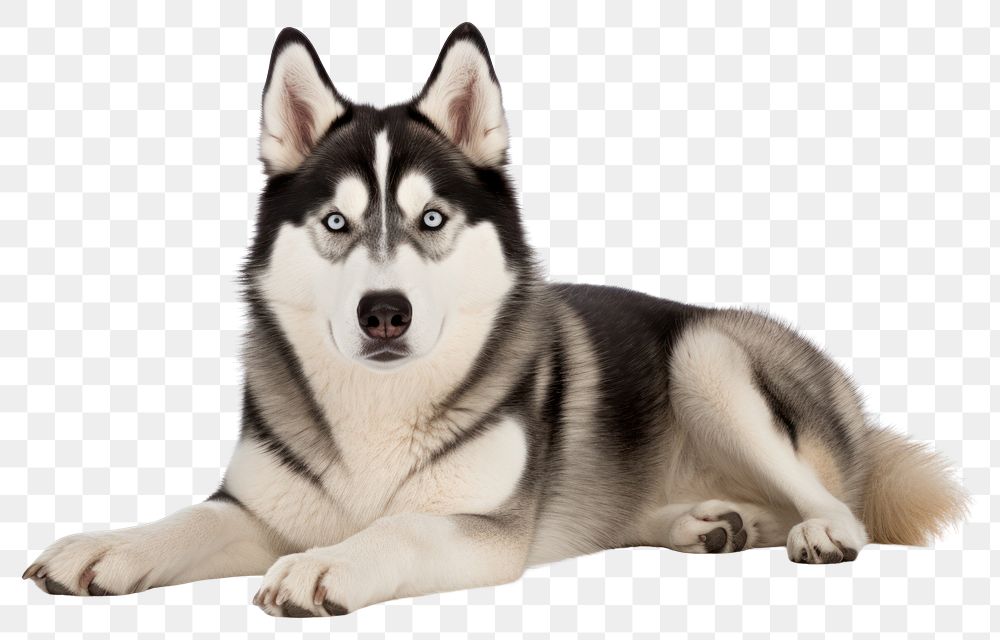 PNG Siberian Husky mammal animal husky.