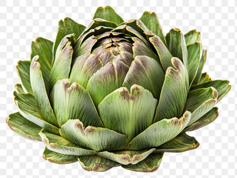 PNG Artichokes artichoke vegetable produce.