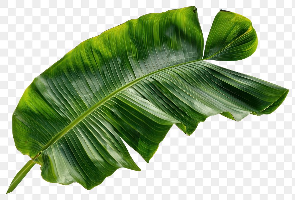 PNG Banana leaf plant background tropical.