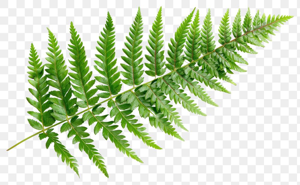 PNG Fern leaf plant element botanical.