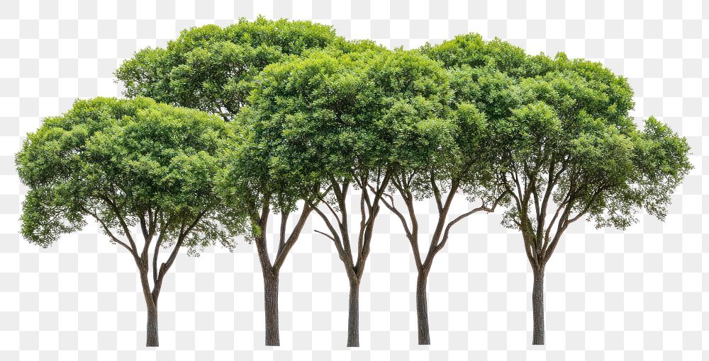 PNG Green trees group background outdoors isolated.