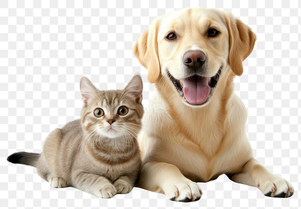 PNG Dog and cat animal kitten happy.