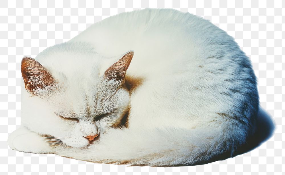 PNG Photography glitter white cat animal sleeping peaceful.