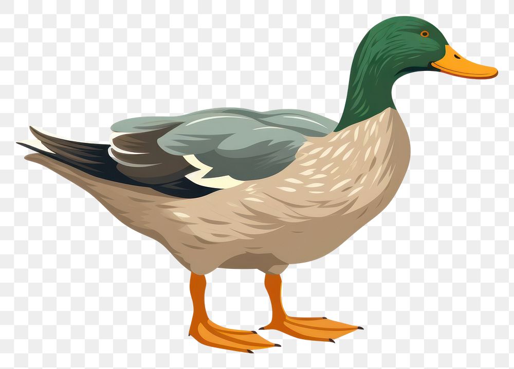 PNG Mallard duck illustration animal bird.