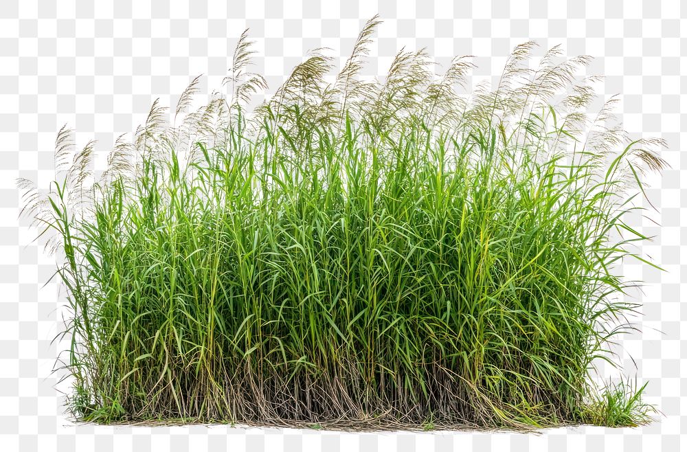 PNG Tall swamp grass bushes vegetation isolated plant.