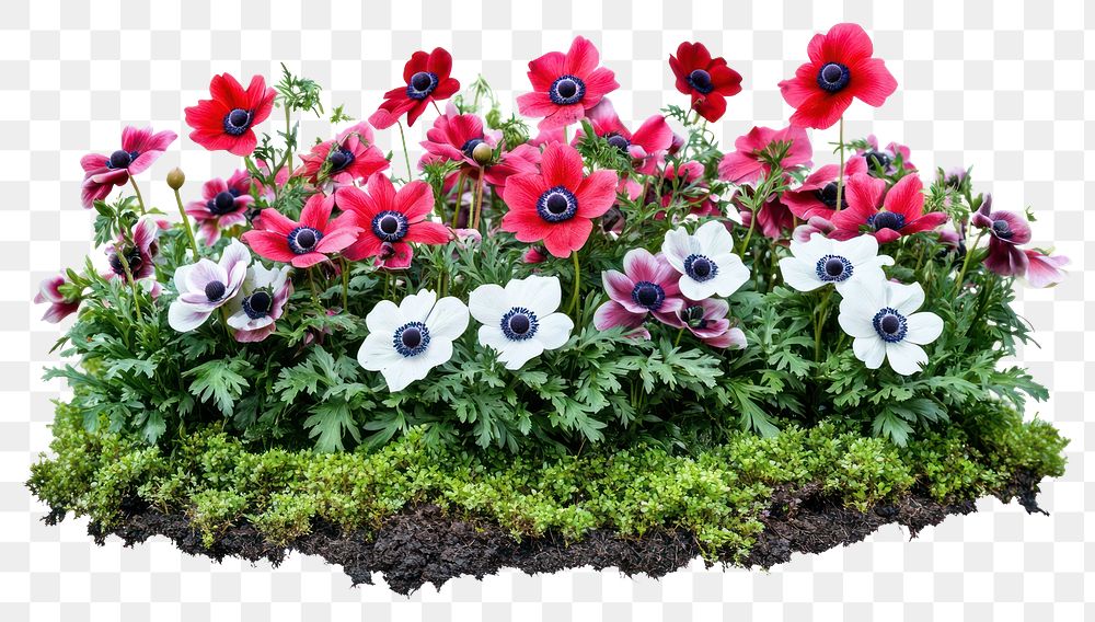 PNG Anemone flower bed anemones garden nature.