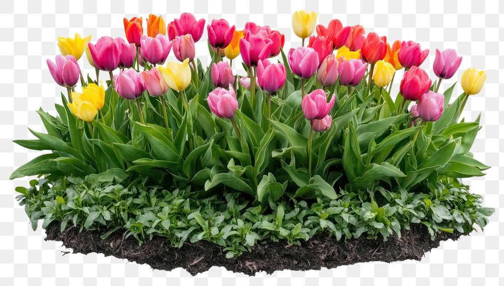 PNG Tulips flowers bush tulips spring arrangement.