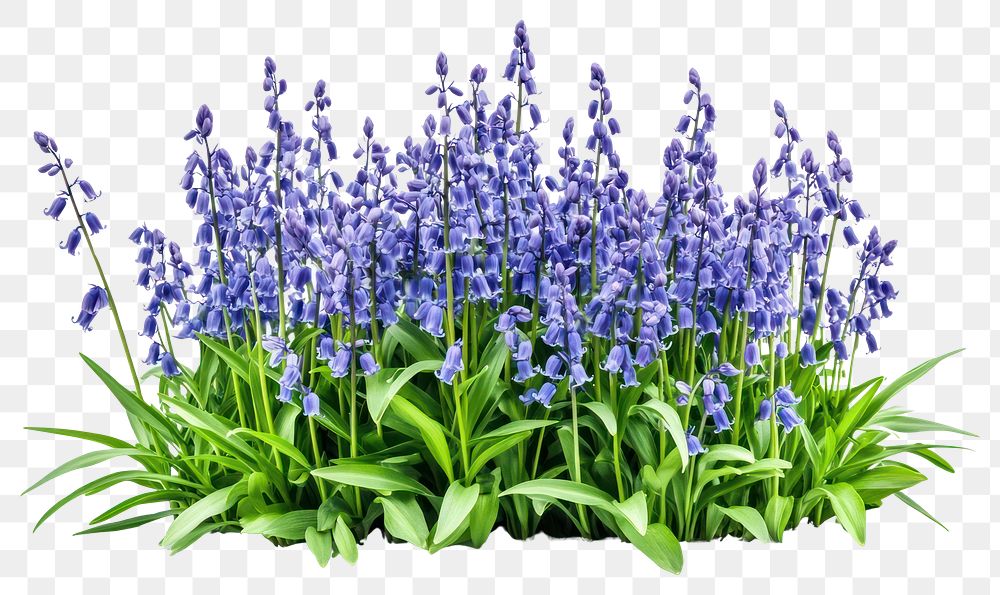 PNG Bluebells flowers bush bluebell blossoms spring.