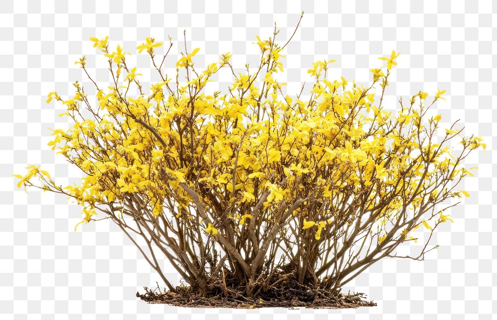 PNG Forsythia flowers bush spring plant photography.