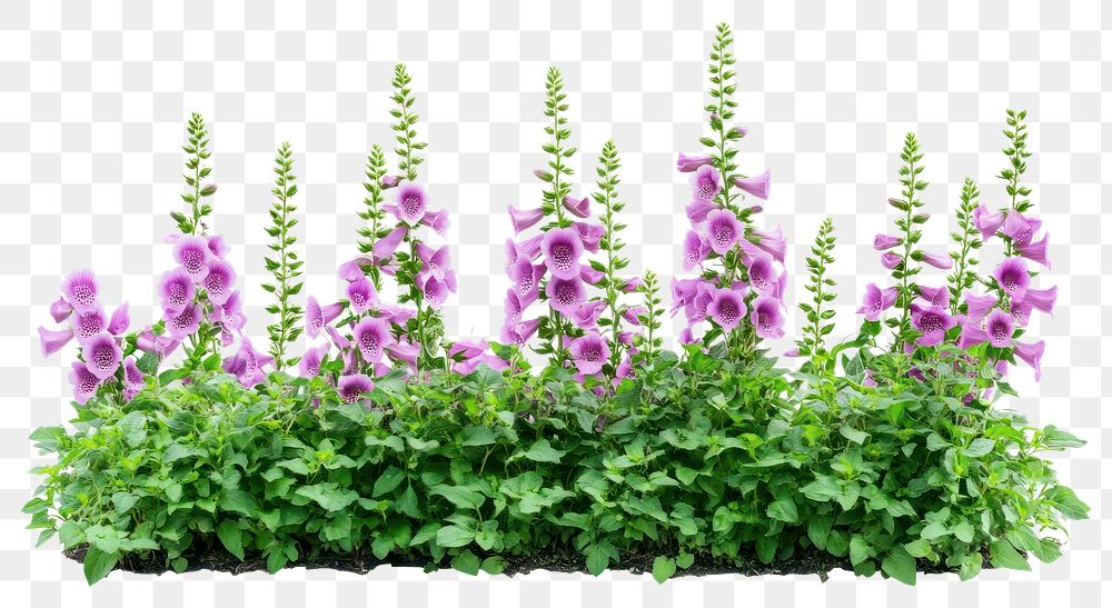 PNG Foxglove flowers bush foxgloves plants arrangement.