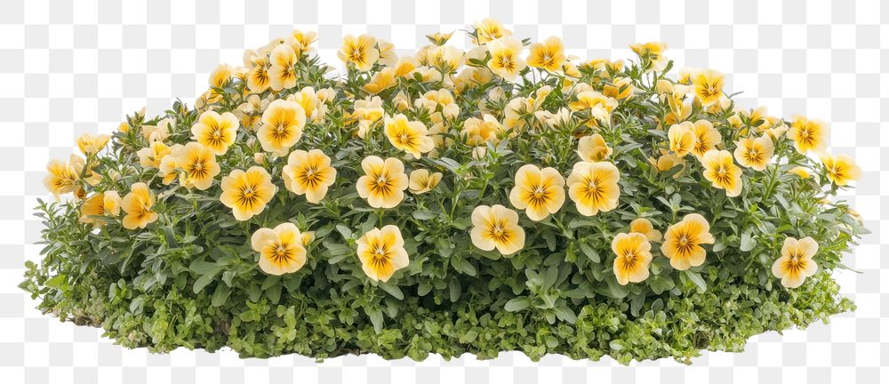 PNG Pansy flowers bush plant pansy arrangement.