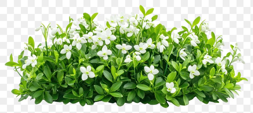 PNG Snowdrop flowers bush background white arrangement.