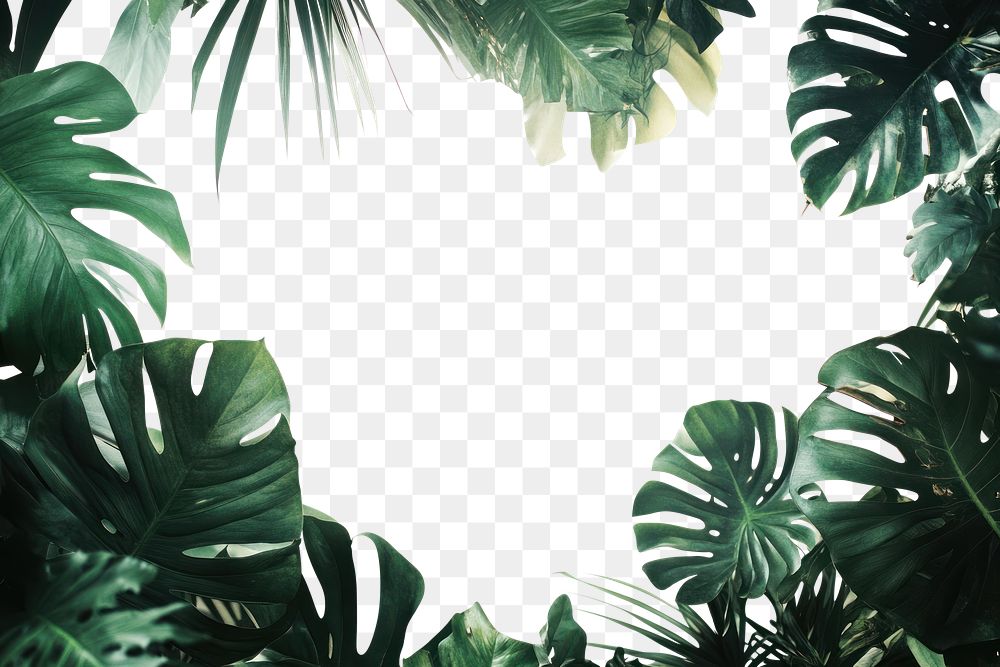 PNG Tropical frame with jungle plants leaves leaf background.