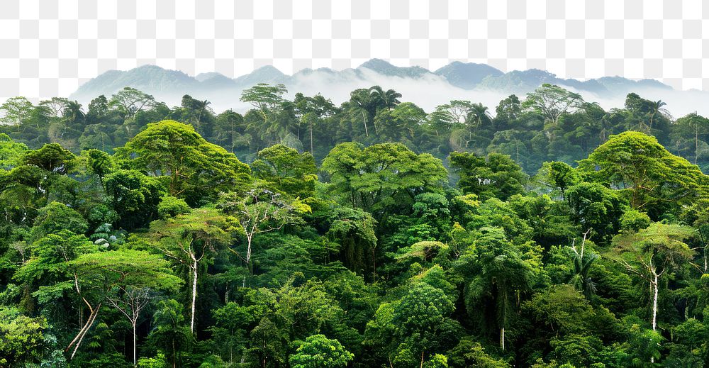 PNG Tropical rainforest landscape nature vegetation natural.